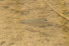 Cyprinodon macularius