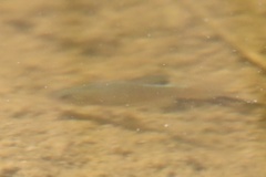 Cyprinodon macularius