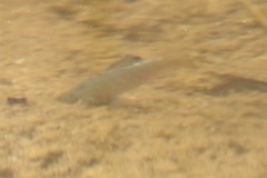 Cyprinodon macularius