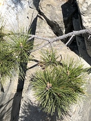 Pinus