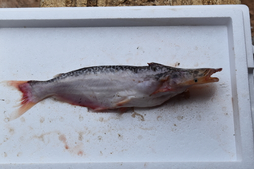 Leopard bottlenose catfish (Ageneiosus pardalis) — Auchenipteridae — 3