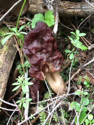 Gyromitra esculenta — (c) Jeffrey Lee (he/him/his), some rights reserved (CC BY)