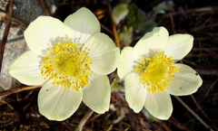 Pulsatilla occidentalis
