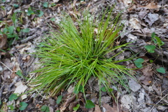 Carex willdenowii