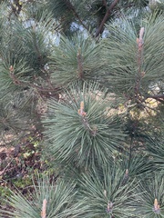 Pinus