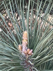 Pinus