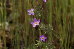 Leptosiphon latisectus