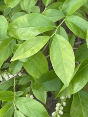 Eubotrys racemosa image