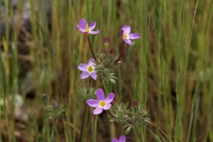 Leptosiphon latisectus