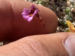 Erythranthe purpurea