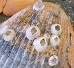 Amphibalanus venustus