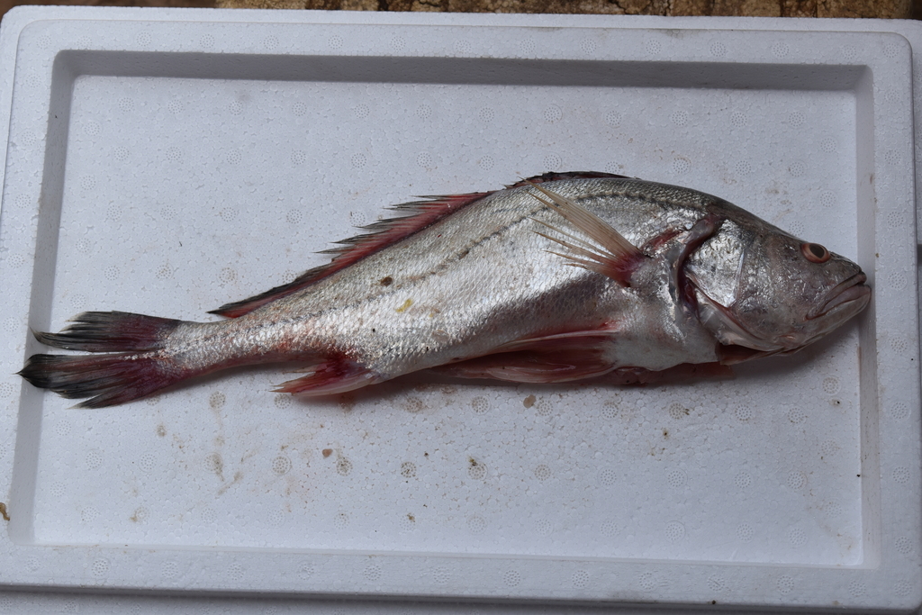 Pacora croaker (Plagioscion surinamensis) — Sciaenidae