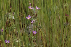 Leptosiphon latisectus