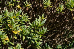 Veronica topiaria