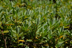 Veronica topiaria