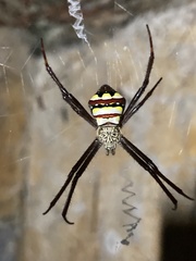 Argiope intricata
