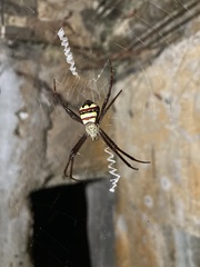 Argiope intricata