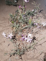 Matthiola longipetala