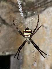 Argiope intricata