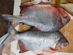Piaractus brachypomus