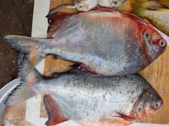 Piaractus brachypomus