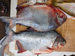 Piaractus brachypomus