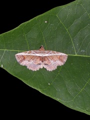 Eugnathia diagonalis