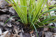 Carex willdenowii