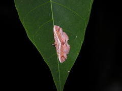 Eugnathia diagonalis