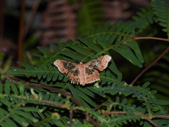 Krananda semihyalina