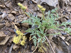 Lomatium observatorium
