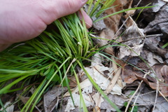 Carex willdenowii