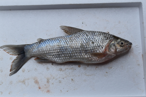 Bocachico (Prochilodus magdalenae) — Prochilodontidae — 4