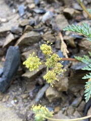 Lomatium observatorium