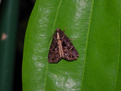 Ancara replicans