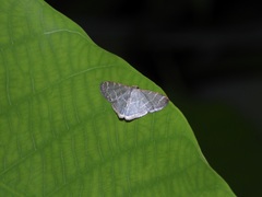 Lophophleps triangularis