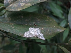 Leucodrepana serratilinea