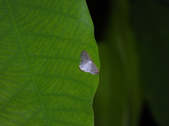 Lophophleps triangularis
