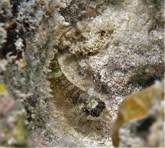 Helcogramma