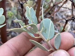 Arctostaphylos peninsularis