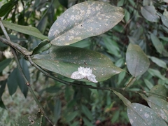 Leucodrepana serratilinea