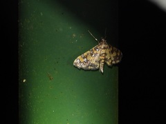 Eurrhyparodes tricoloralis