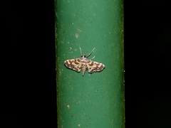 Eurrhyparodes tricoloralis