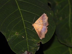 Xanthanomis xanthina