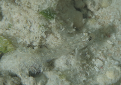 Fusigobius neophytus