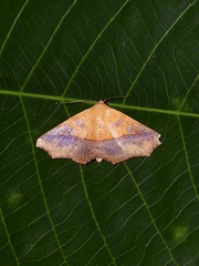 Xanthanomis xanthina