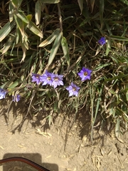 Gentiana arisanensis