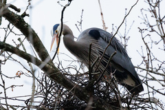 Ardea herodias fannini