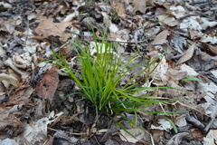 Carex willdenowii