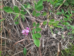Indigofera venulosa